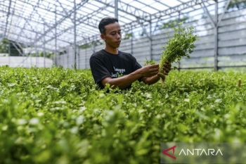 Upaya regenerasi petani di Indonesia