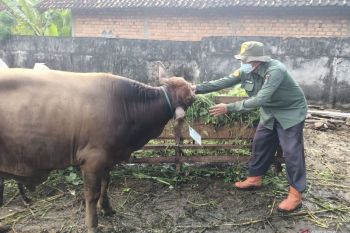 Dinas Pertanian OKU periksa kesehatan hewan kurban