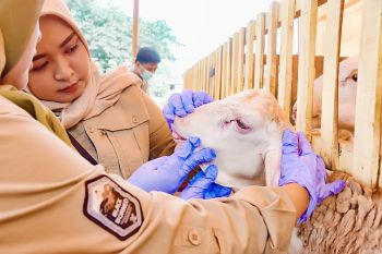 Hewan kurban di Lumajang dipastikan bebas penyakit jelang Idul Adha
