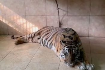 BKSDA:  Harimau Sumatera koleksi Taman Rimba Jambi mati