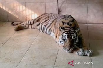 Bangkai 'si Uni' harimau KL Taman Rimba dikuburkan BKSDA Jambi