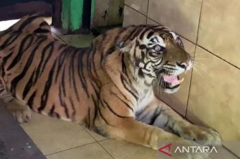 Bangkai "si Uni" harimau KL Taman Rimba dikuburkan BKSDA Jambi