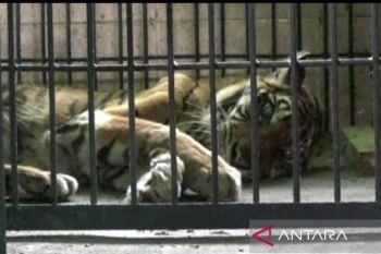 Harimau Sumatera 'si uni' koleksi Kebun Binatang Taman Rimba Jambi mati