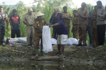 Pemkot bantu 60 ribu benih nila di tiga kampung Kota Jayapura
