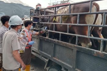 Balai Besar Karantina perketat pengawasan lalu lintas hewan kurban di Papua