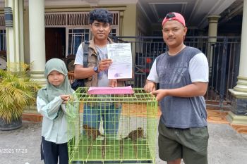 BKSDA Sumbar terima dua anak kucing hutan dari warga usai ditemukan di sawah
