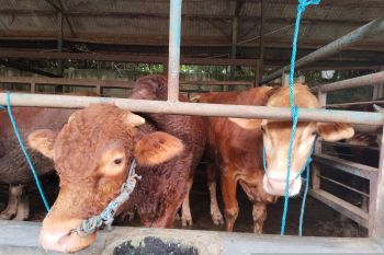 MUI Karawang imbau petugas proaktif periksa kesehatan hewan kurban