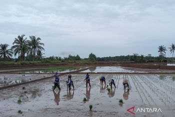 Distan: Tanaman padi di Mukomuko tidak terdampak kemarau