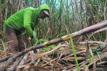Indonesia aims for sugar self-sufficiency in three years