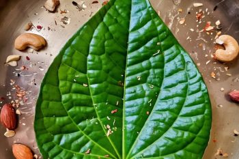 4 Fakta mengejutkan manfaat daun sirih untuk infeksi mata