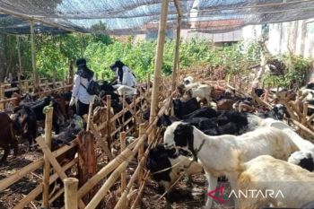 Pemkab Sumenep lakukan pengawasan hewan kurban di semua kecamatan