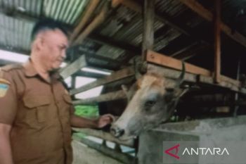 DPKP Biak Numfor sebut hasil pemeriksaan lab sapi kurban Presiden sehat