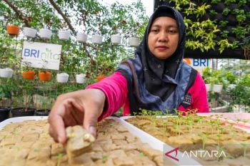 BRI diakui dalam pengembangan Urban Farming dan Pemberdayaan Perempuan