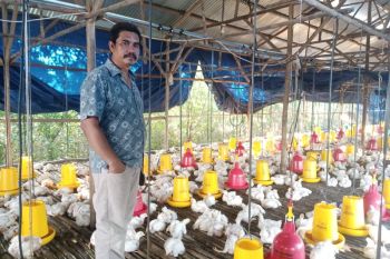 Aliansi peternak ayam mandiri Belitung sebut harga ayam potong sudah ideal