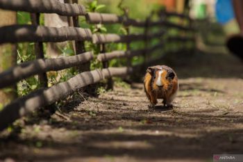 Tradisi karapan marmot di Lumajang