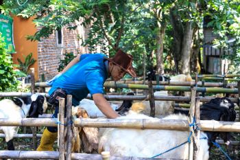 Pemkot Kediri terjunkan tim periksa kesehatan hewan kurban