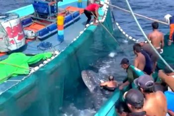 Nelayan di Sendang Biru selamatkan hiu paus yang terjebak jaring ikan