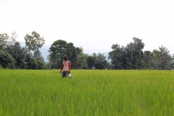 Nilai tukar petani Lampung pada Mei 2025 naik 2,14 persen