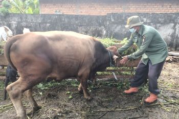 Kabupaten OKU sediakan 1.300 ekor hewan untuk kurban