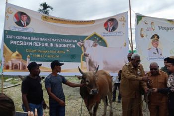 Pemkab Mimika serahkan 46 ekor sapi kurban kepada umat Islam