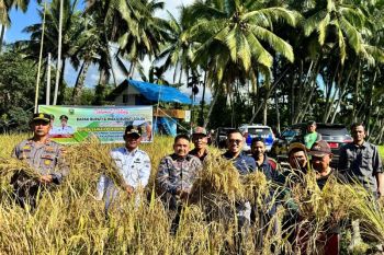 "Basawah Pokok Murah", Inovasi Jon Firman Pandu--Candra untuk Petani Solok Lebih Sejahtera dan Mandiri