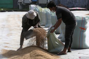 Harga beras naik Rp1.000 per kilogram di Pekanbaru, SPHP kosong