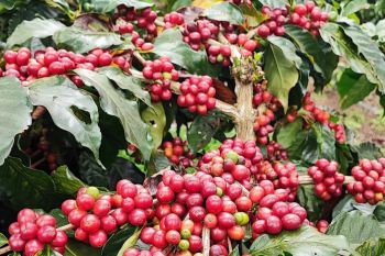 Hasil transformasi, PTPN target produksi kopi tertinggi mencapai 1.200 ton