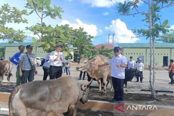 Bupati salurkan 302 ekor sapi kurban untuk desa dan Ormas di Kapuas