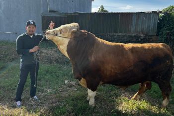 Presiden Prabowo Ikut berkurban di Bukittinggi, beli sapi warga seberat 966 Kg