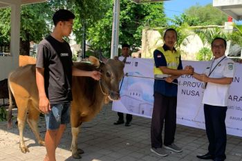 Pemkot Mataram himpun puluhan hewan kurban sambut Idul Adha