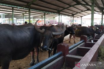 Penjualan hewan kurban di Kudus alami penurunan