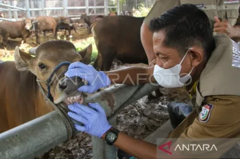 Penyembelihan hewan kurban di Masjid Istiqlal digelar pada Sabtu