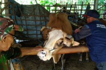 Mengapa takbir Idul Adha penting? Ini 10 keutamaannya menurut Islam