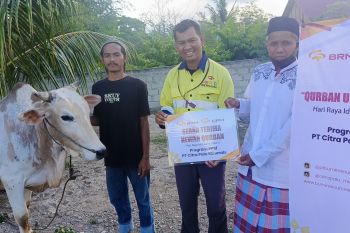 BRM-CPM Salurkan 34 Ekor Sapi pada Idul Adha 1446 H
