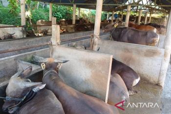 Pemkot Tanjungpinang himpun 46 ekor hewan kurban untuk masyarakat