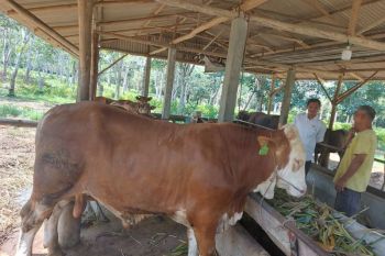 Bupati Bintan sumbang sapi kurban 650 kg untuk warga Pangkil