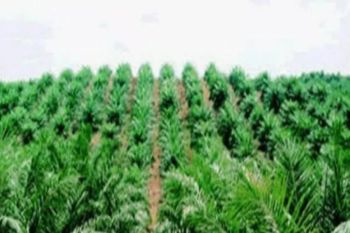 Pakar jelaskan prinsip FPIC terkait status PT ANA