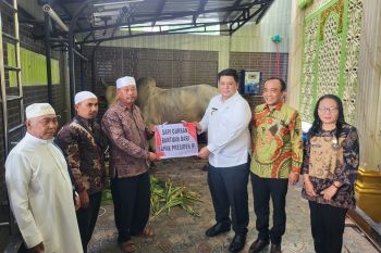 Vandiko Gultom serahkan sapi bantuan Presiden Prabowo dan Gubsu Bobby di Mesjid Al Hasanah Pangururan