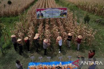 Pemkab Solok apresiasi panen raya jagung kuartal II Polres Solok