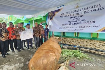 Pemprov mulai distribusi&nbsp;13 sapi kurban Presiden Prabowo di Papua
