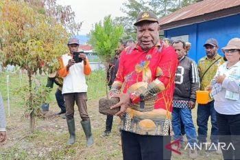 Pemprov Papeg mendorong penanaman 5.000 pohon di delapan kabupaten