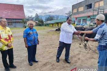 Pemkab Jayawijaya salurkan dua hewan kurban Idul Adha 1446 H
