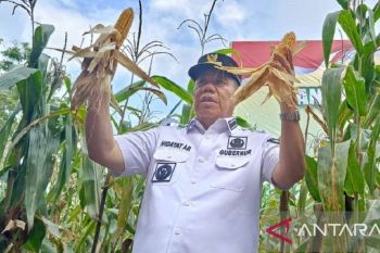 Gubernur Babel pastikan distribusi dan stok pangan jelang Idul Adha cukup
