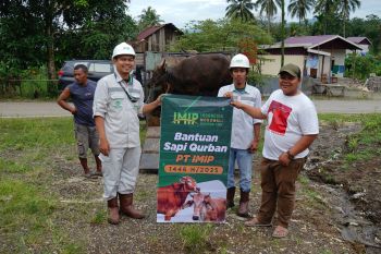 IMIP Salurkan 22 Sapi Kurban di Bahodopi Jelang Idul Adha
