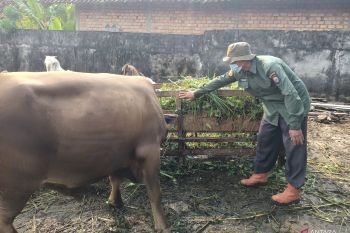 Pemkab OKU Timur salurkan 48 ekor  hewan kurban