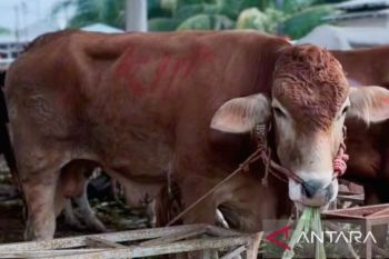 Pemkab Karawang salurkan puluhan hewan kurban ke masjid dan pesantren jelang Idul Adha