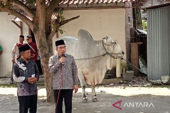 Bantul salurkan sapi kurban dari Presiden untuk masyarakat Srimartani