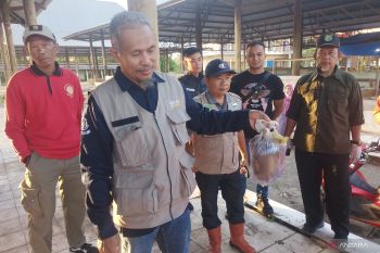 Dinas Pertanian OKU musnahkan 4,2 kg organ hati sapi potong mengandung cacing