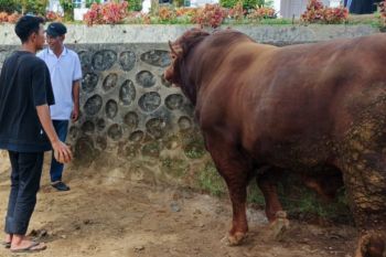 Presiden bantu sapi seberat 930 kilogram warga Palembayan, Agam