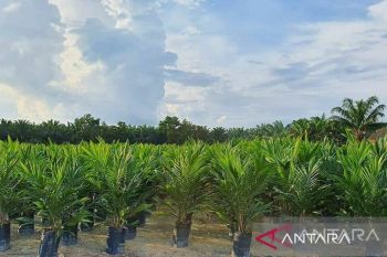 Kebun Tamora PTPN IV Regional III komitmen perkuat kinerja gemilang